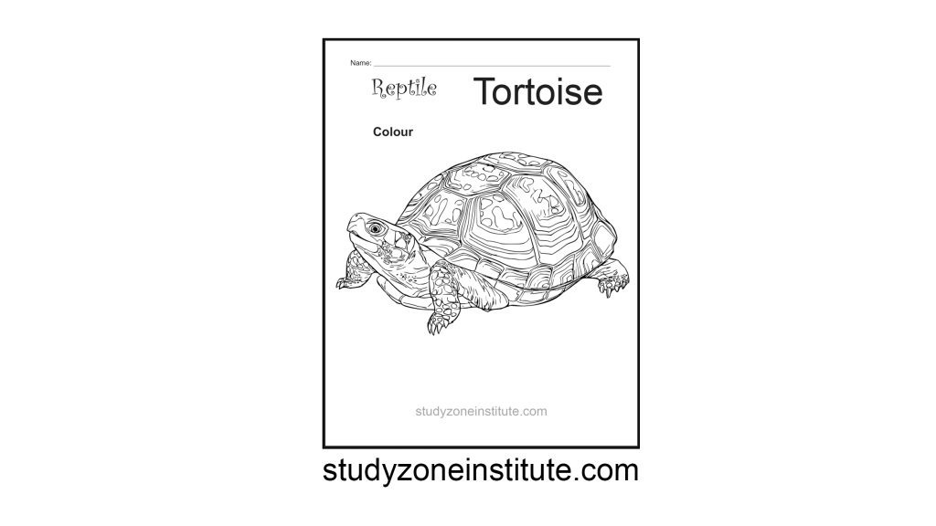 Tortoise Reptile Worksheet