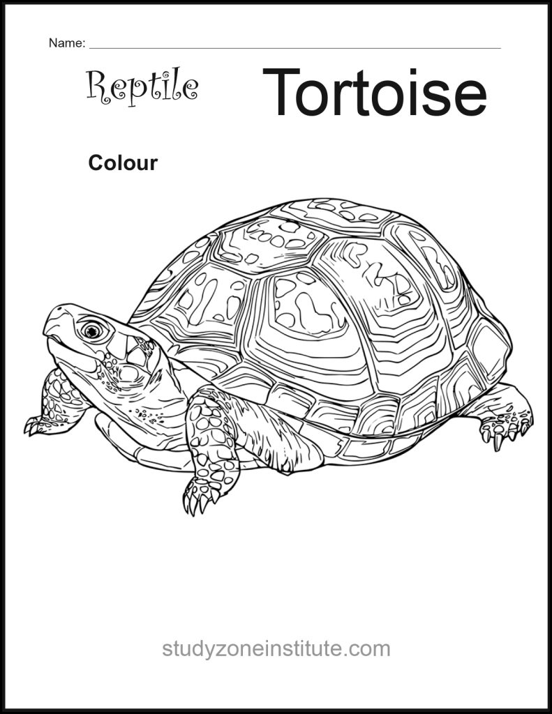 Tortoise Reptile Worksheet