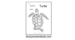Turtle Reptile Worksheet