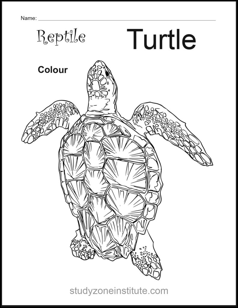 Turtle Reptile Worksheet