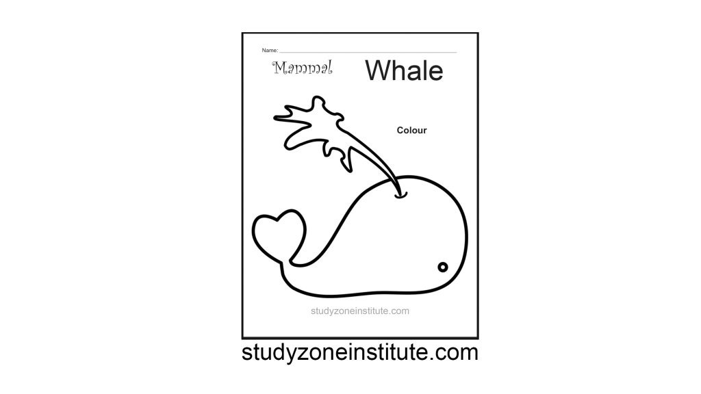 Whale Mammal Worksheet