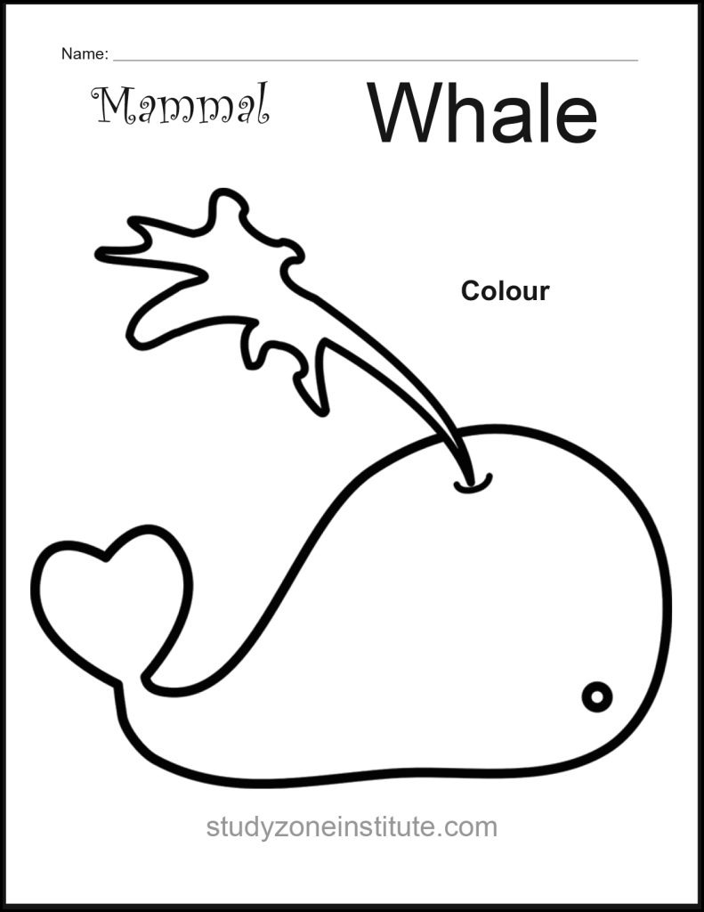Whale Mammal Worksheet