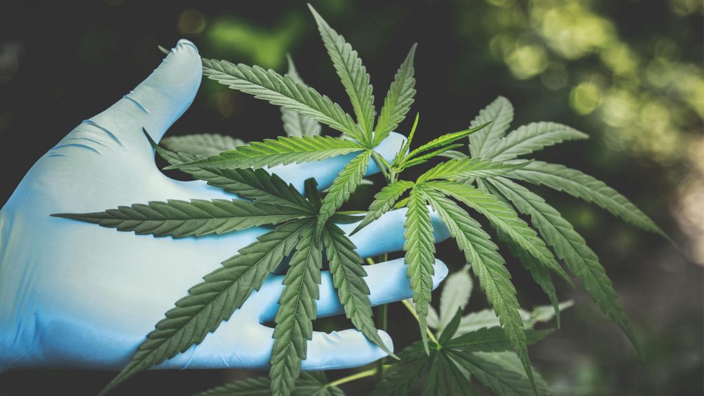 A comprehensive guide to marijuana, exploring its risks and benefits for young people.